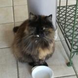 Picture of cat lost at Wintzenheim Kochersberg