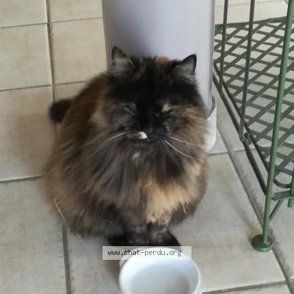 Photo 1/1 Craquotte Chat lost in Wintzenheim kochersberg