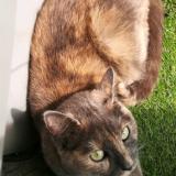 Picture of cat lost at Toulouse