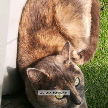 Photo 1/1 Sissi Chat lost in Toulouse