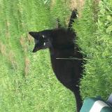 Picture of cat lost at Questembert