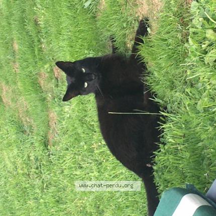 Photo 1/1 Billy Chat lost in Questembert