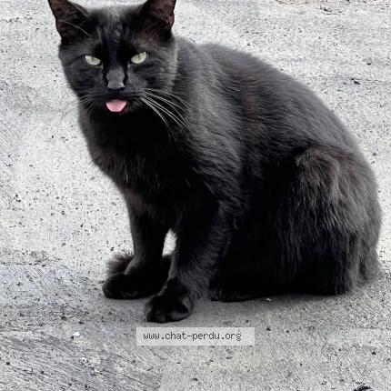 Foto van vermiste kat in Liege