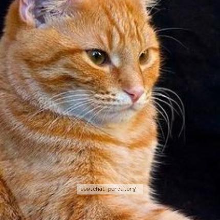 Foto 1/1 Kat teruggevonden Vermist in Merbes Le Chateau