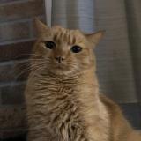 Picture of cat lost at Belin Beliet