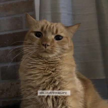 Photo 1/1 Black Chat lost in Belin beliet