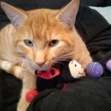 Picture of cat lost at Bonneuil Matours