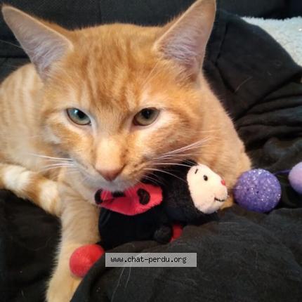 Photo 1/1 Rusty dit Bloup Chat lost in Bonneuil matours