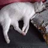 Picture of cat lost at Sorgues