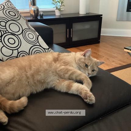 Photo 1/1 Albert Chat lost in Austin en estrie