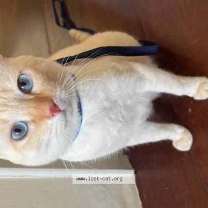 Picture of cat lost at Houston