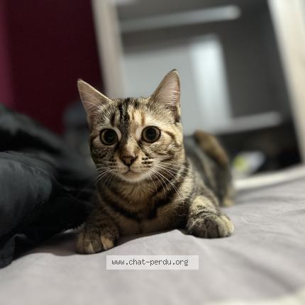 Foto einer verlorenen Katze in Crissier
