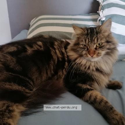 Foto 1/1 Kat teruggevonden Vermist in Bruxelles