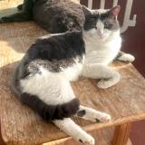 Picture of cat lost at Sainte Luce Sur Loire