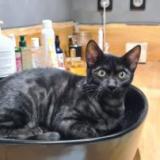 Picture of cat lost at Venasque