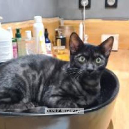 Photo 1/1 TOMY Chat lost in Venasque