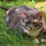 Picture of cat lost at Tournai