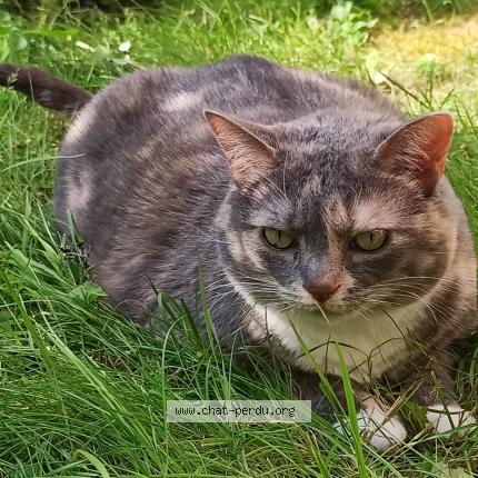 Photo 1/1 Kynareth Chat lost in Tournai