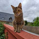 Picture of cat lost at Menil