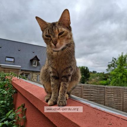 Photo 1/1 KAPSULE Chat lost in Menil