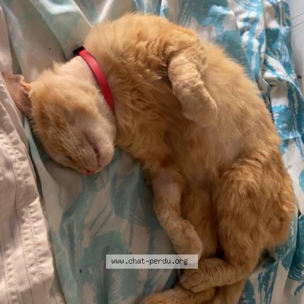 Photo 1/1 Tigrou Chat lost in Garchizy