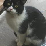 Picture of cat lost at Pierre Percee 54540