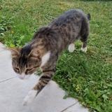 Picture of cat lost at Camon