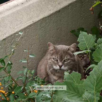 Photo 1/1 Found cat Found in Chatou