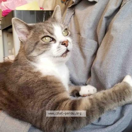 Photo 1/1 Monsieur Chat Chat lost in Saint simeon