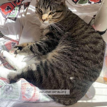 Foto van vermiste kat in Elsene