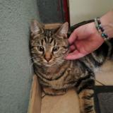 Picture of cat lost at Pont Du Chateau