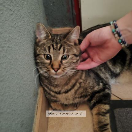 Photo 1/1 Ulysse Chat lost in Pont du chateau