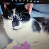 Picture of cat lost at Ozouer Le Voulgis