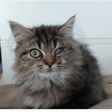 Picture of cat lost at Penthalaz