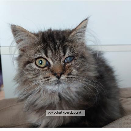 Photo 1/1 Luki Chat lost in Penthalaz