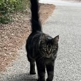 Picture of cat lost at Peymeinade