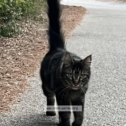 Photo 1/1 Alfie Chat lost in Peymeinade