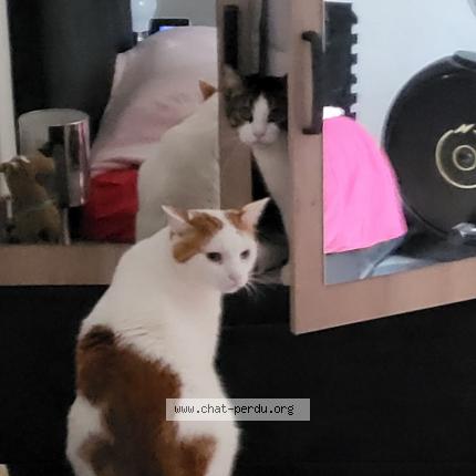 Photo 1/1 MILKY Chat lost in Dax