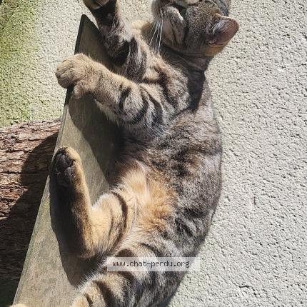 Picture of cat lost at Conquereuil