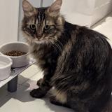 Picture of cat lost at Vallauris