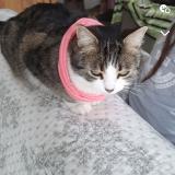 Picture of cat lost at Herblay