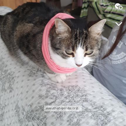 Photo 1/1 Sansa Chat lost in Herblay