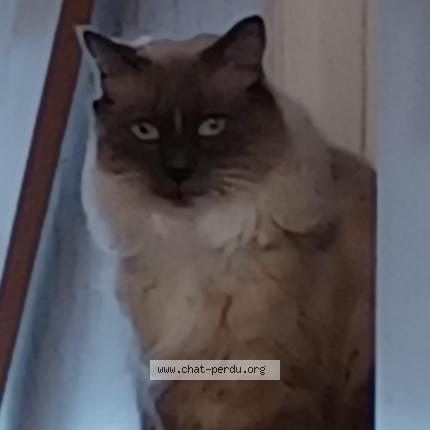 Photo 1/1 Reunited cat Lost in Laprairie