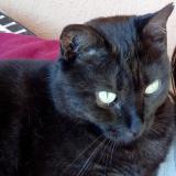 Picture of cat lost at Bosroumois