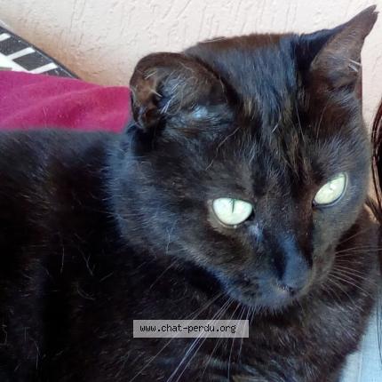 Photo 1/1 Mia Chat lost in Bosroumois