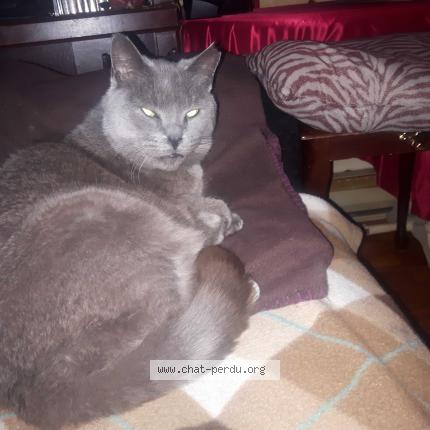 Photo 1/1 Zouzoune Chat lost in Montreal