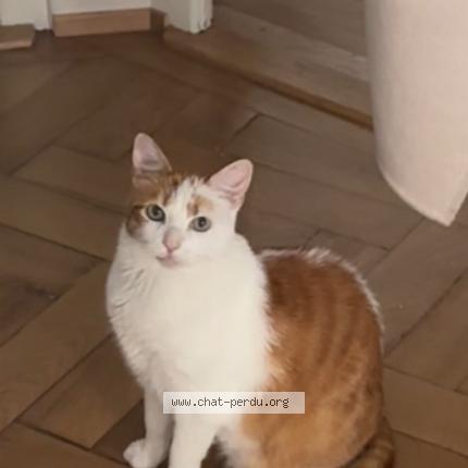 Foto 1/1 Wiedergefundene Katze Verloren in Geneve