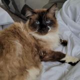 Picture of cat lost at Saucats