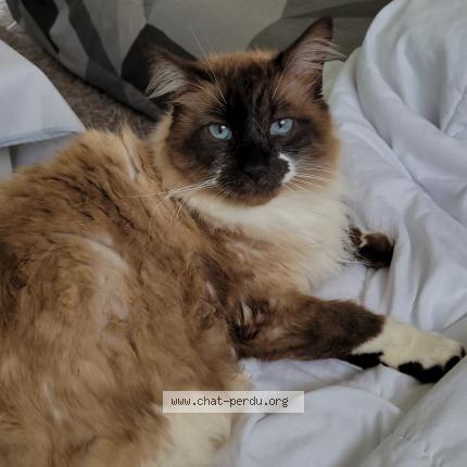 Photo 1/1 Hardi Chat lost in Saucats