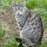 Picture of cat lost at Troyes